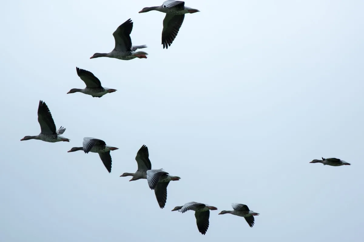 Signification des oiseaux qui croisent votre chemin