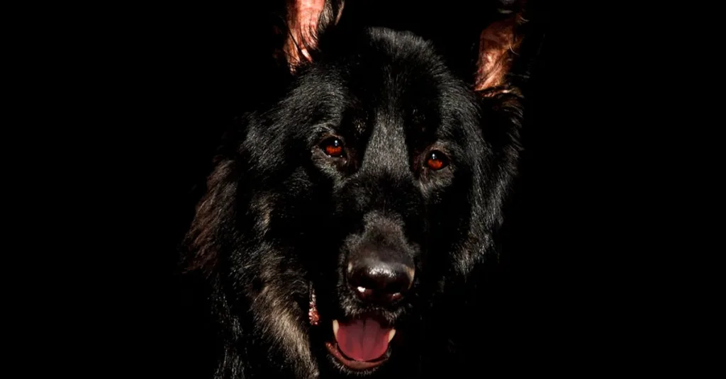découvrez le black shepherd, un chien de berger au pelage noir élégant, réputé pour son intelligence, sa loyauté et ses compétences exceptionnelles. apprenez tout sur ses caractéristiques, ses besoins et comment en prendre soin pour en faire un compagnon idéal.
