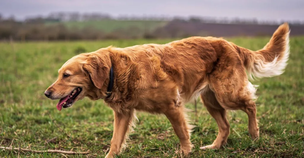 découvrez boo dog, le chien au pelage duveteux et au sourire contagieux qui a conquis le cœur des internautes. plongez dans l'univers adorable de ce petit compagnon et explorez ses aventures ainsi que ses conseils de soins.
