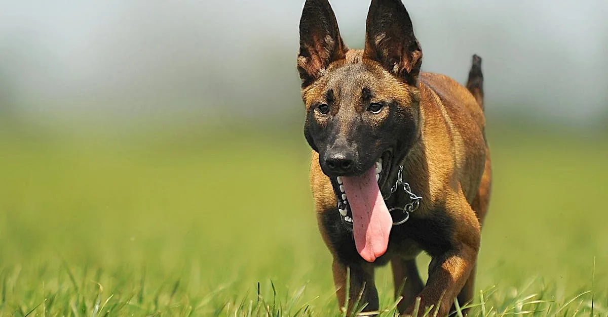 découvrez tout sur le malinois, un chien intelligent et agile, connu pour sa loyauté et son énergie débordante. apprenez à le dresser, à le comprendre et à lui offrir une vie épanouie.