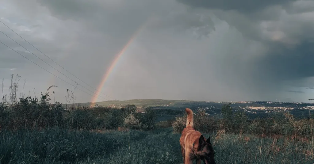 découvrez tout sur le malinois, un chien intelligent et actif, idéal pour les familles et les sportifs. apprenez ses caractéristiques, son tempérament, et comment en prendre soin.