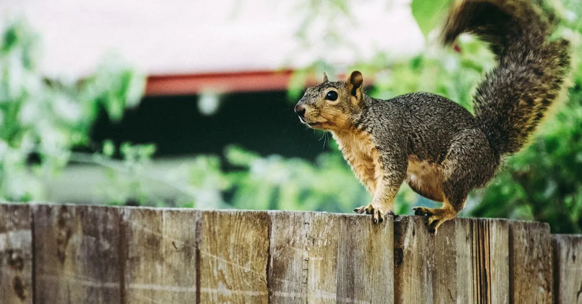 découvrez le monde fascinant des écureuils, ces petits rongeurs agiles et malicieux qui animent nos parcs et forêts. apprenez-en plus sur leurs comportements, leur habitat et leur rôle essentiel dans l'écosystème.