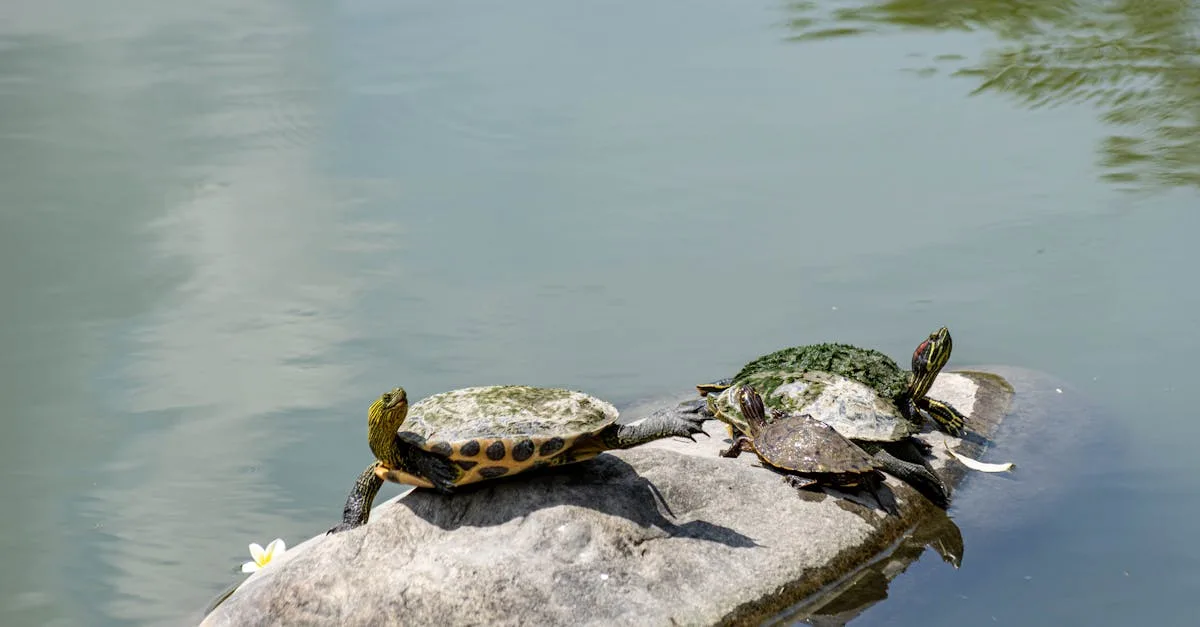 découvrez l'univers fascinant des carapaces de tortue, leur rôle essentiel dans la protection de ces créatures marines, ainsi que leur diversité et leur importance écologique. plongez dans les caractéristiques uniques et les enjeux de conservation liés à ces magnifiques structures naturelles.