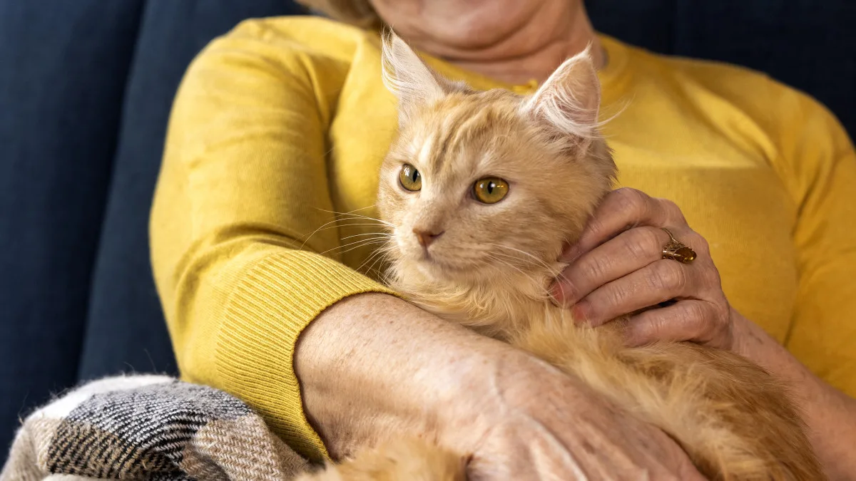 joli chat adulte
